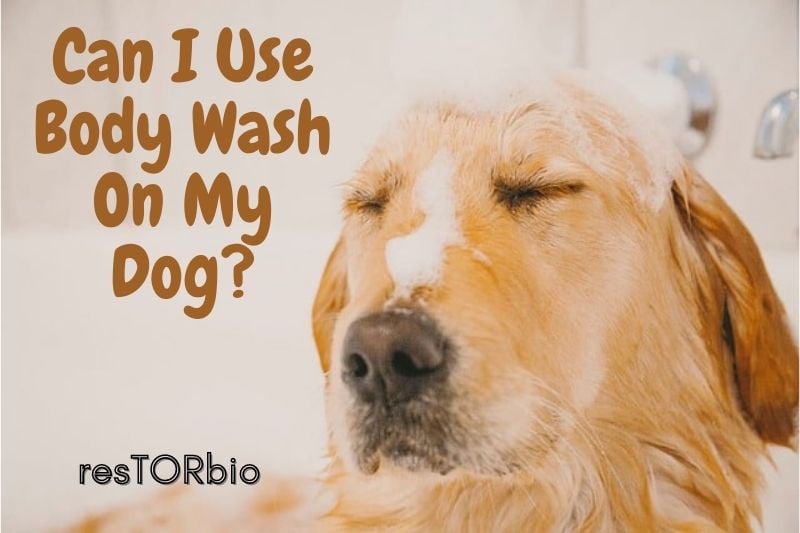 Can you use baby wash on dogs best sale