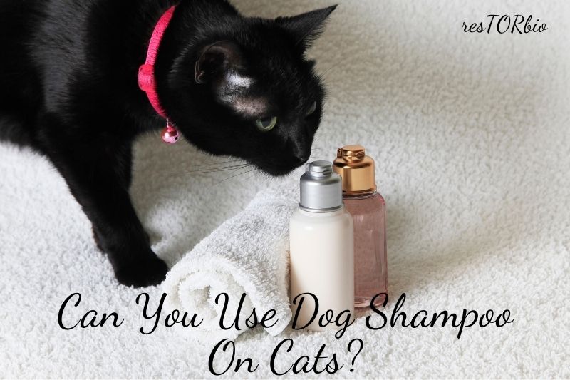 Can You Use Dog Shampoo On Cats?