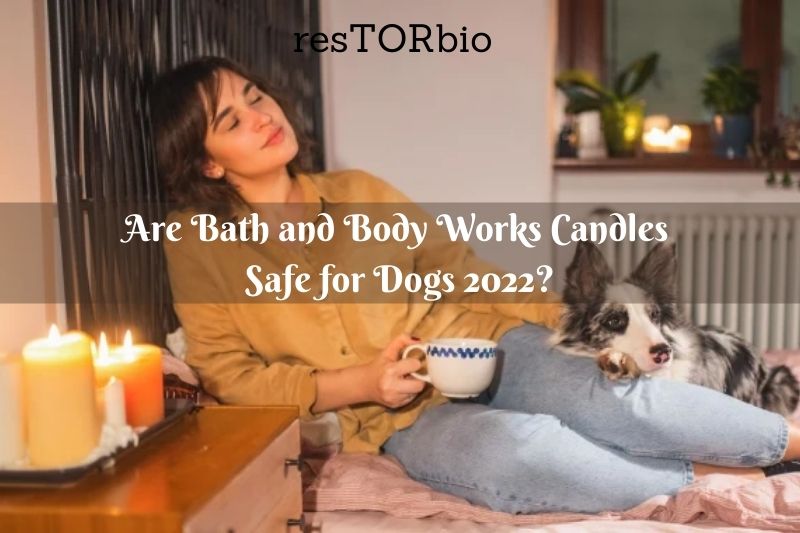 are-bath-and-body-works-candles-safe-for-dogs