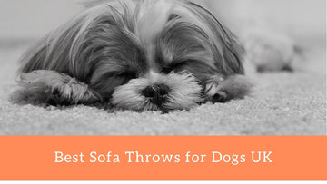 Best Sofa Throws for Dogs UK