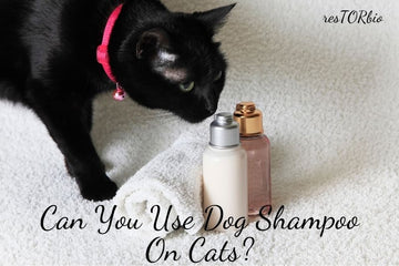 can-you-use-dog-shampoo-on-cats