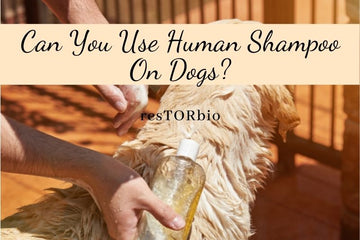 can-you-use-human-shampoo-on-dogs